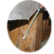 Mold Sampling Swabs